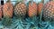 Pineapple Pineapples neatly arranged in row market