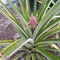 Pineapple plant beautiful grow nature amazing