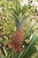 Pineapple plant with an edible fruit and the most economically significant plant in the family Bromeliaceae