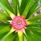 Pineapple plant grow fruit beauty