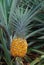 Pineapple plant growing in Hawaii