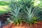 Pineapple plant pair Ananas comosus - Pembroke Pines, Florida, USA