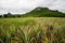 Pineapple plantation