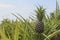 Pineapple plantation