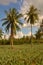 Pineapple plantation Ananas comosus