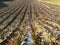 Pineapple Plantation Landscape in Kaohsiung, There are many Taiwanese pineapples in the pineapple farm,Taiwan