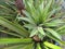 The pineapple that is planted in front of the house will ripen and taste sweet