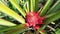 Pineapple plants begin to produce red flowers which will later become pineapples fruits