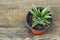 Pineapple in pot, how to grow pineapple at home concept