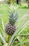Pineapple Scientific name: Ananas comosus fruit on tree.