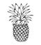 Pineapple sketch isolated on white background.
