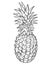 Pineapple sketch. Vector. Whole exotic fruits. Drawing on a white background. Hand drawing.