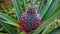 Pineapple soft fruit, growing plants in tropical garden, sapling of pineapple grown from soil