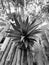 The pineapple spigot was placed on an old bamboo table among a garden, by black and white plants in blurred background