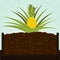 Pineapple tree and compost