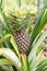 Pineapple tropical fruit growing in a farm, N.E.Espiritu Santo island-Sanma province-Vanuatu.