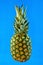 Pineapple is a tropical perennial herb, a popular delicacy used in cooking.