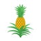 Pineapple. Tropical plant with an edible fruit. Ananas comosus. Isolated vector illustration