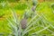 Pineapple tropical ripe fruit growing in garden