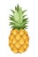 Pineapple. Vector illustration.