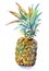 Pineapple watercolor illustration