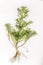 Pineapple Weed - Matricaria discoidea