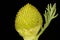 Pineapple Weed Matricaria matricarioides. Capitulum Closeup