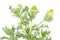 Pineapple weed or wild chamomile or Matricaria discoidea isolated on white background. Medicinal plant