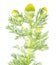Pineapple weed or wild chamomile or Matricaria discoidea isolated on white background. Medicinal plant