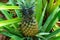 Pineapple will soon ripen on the plant