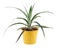 Pineapple in a yellow plant pot