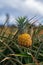 Pineapples growing in the field