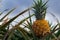 Pineapples growing in the field