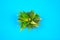 Pineapples leaves on a blue background. Summer concept. Flat lay, top view