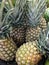 Pineapples for Sale.