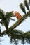 Pinecone on branch