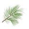 Pinecone branch isolated. Pine tree close up illustration