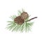 Pinecone branch isolated. Pine tree close up illustration