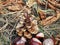 Pinecone and chestnut fruits layed on dried leaves, autumn foliage