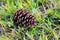 Pinecone. Cone of pine. Fruit of nature.