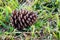 Pinecone. Cone of pine. Fruit of nature.