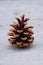 Pinecone. Cone of pine. Fruit of nature.