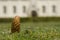 Pinecone in the grass