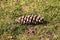 Pinecone in the grass