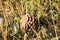 Pinecone on a grass