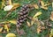 Pinecone on the grass - Macea dendrological park