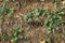 Pinecone on the grass - Macea dendrological park