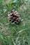 Pinecone laying in the grass