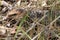 pinecone lizard (shingleback skink or bobtail lizard) - yanchep - western australia