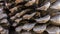 Pinecone macro photography. Textured background image